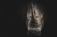 Il Rinoceronte grigio – come prevedere e affrontare i pericoli ovvi che spesso ignoriamo geran-de-klerk-KsMD_tAdjg0-unsplash